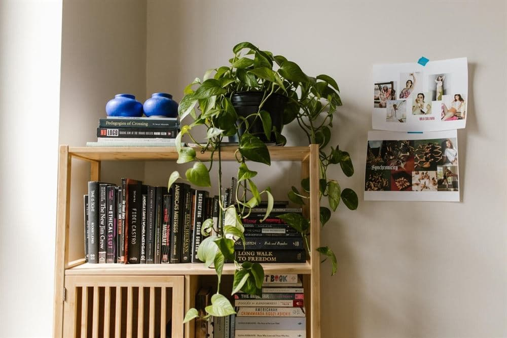 plants on shelf