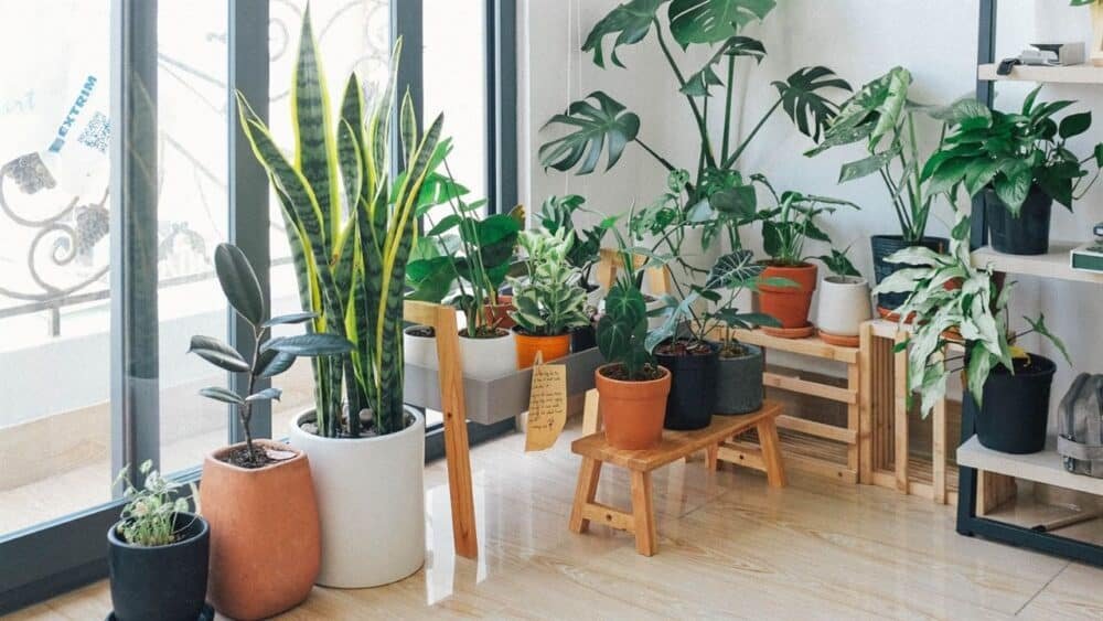 House Plant Care Cover