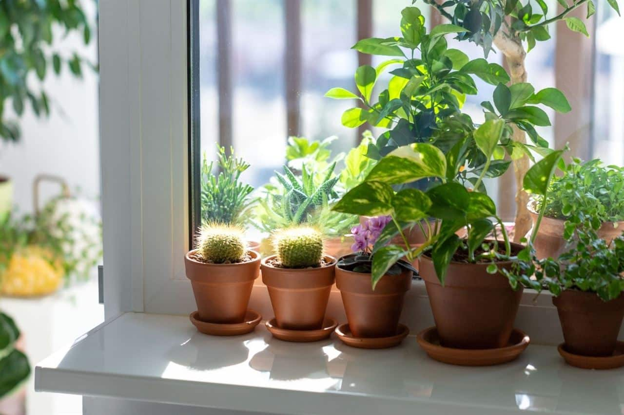 light for plants